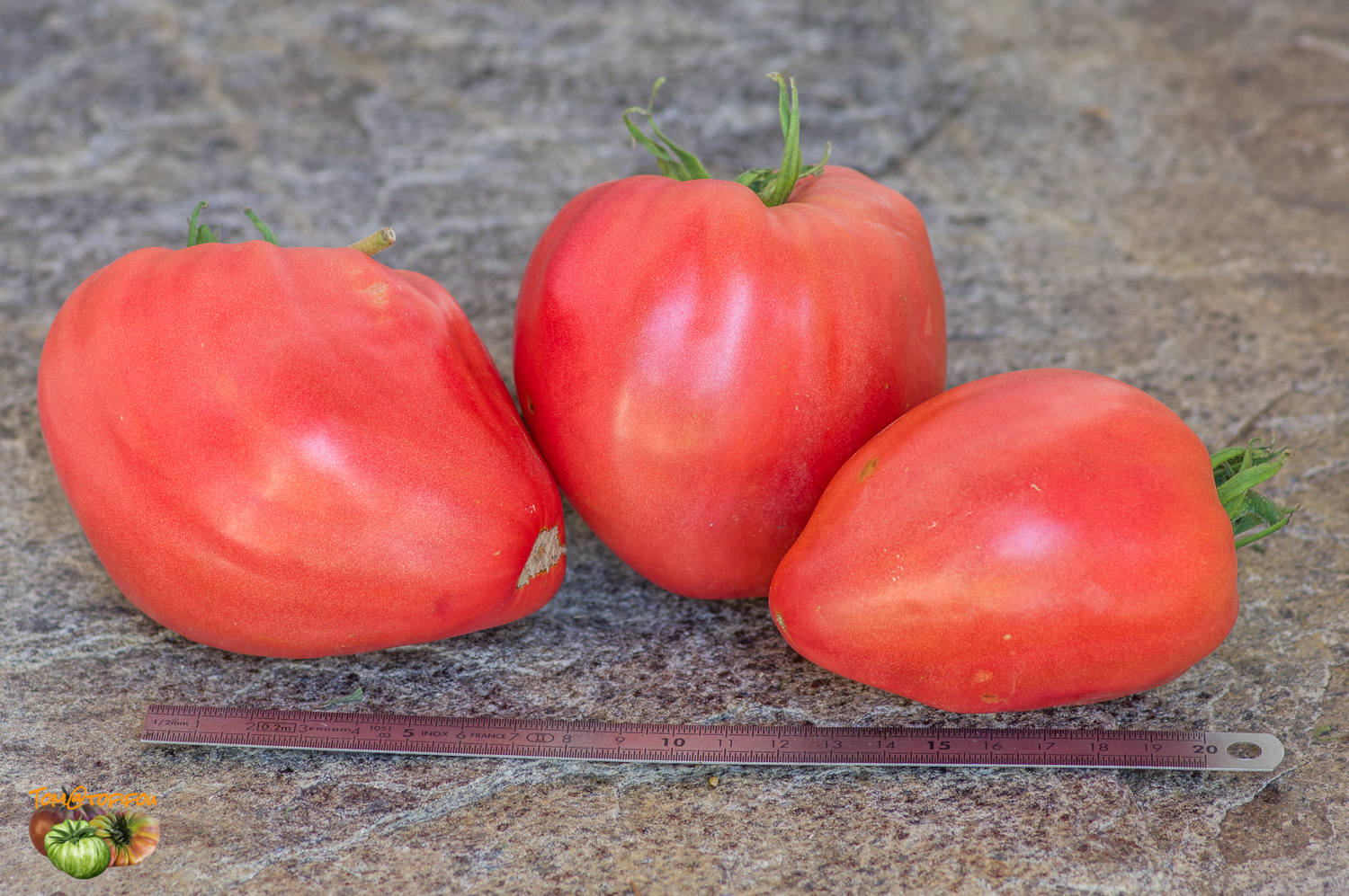 Dwarf Tomato BOXER REBELLION 10 Seeds Vegetable Garden Rare 