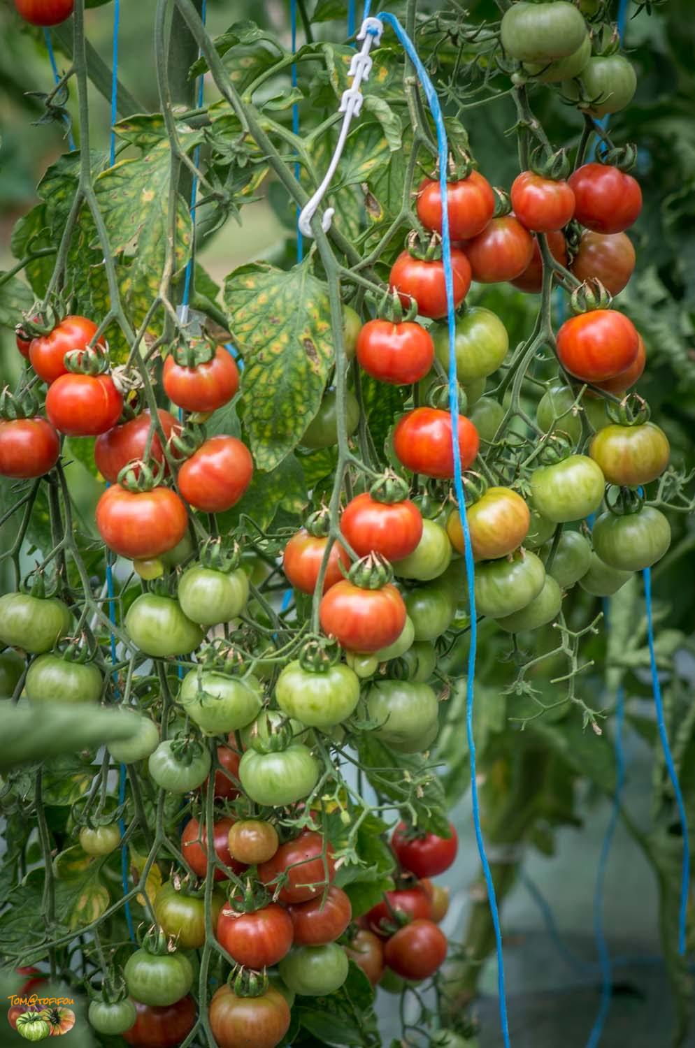 20 Graine Tomate Brandywine Cherry Frais De Port Unique Bio/Reproductible 