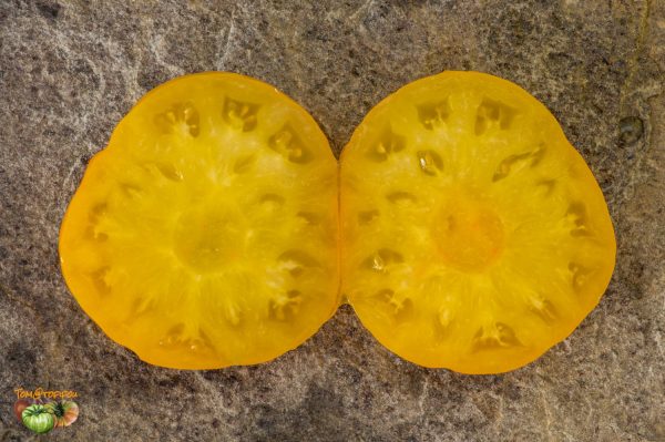 dwarf jasmine yellow 30 août 2019 5 5