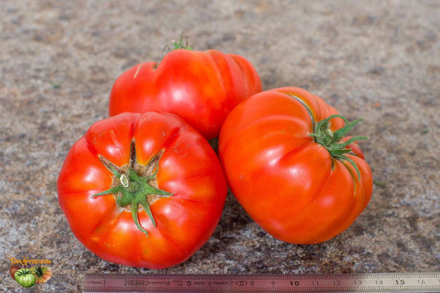 tomate de vers 30 juillet 2021